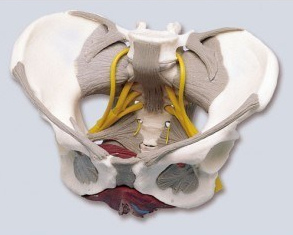 pelvis pelvic floor ligaments nerves-physioparts